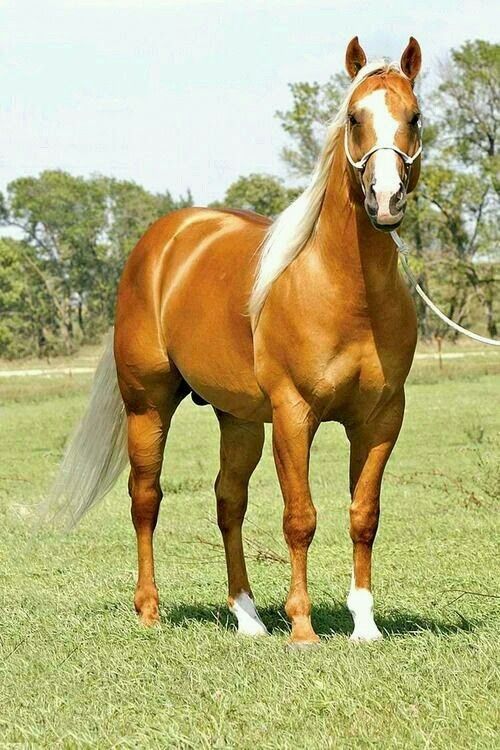 Palomino Horses